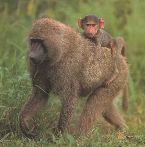 photograph of  baby baboon