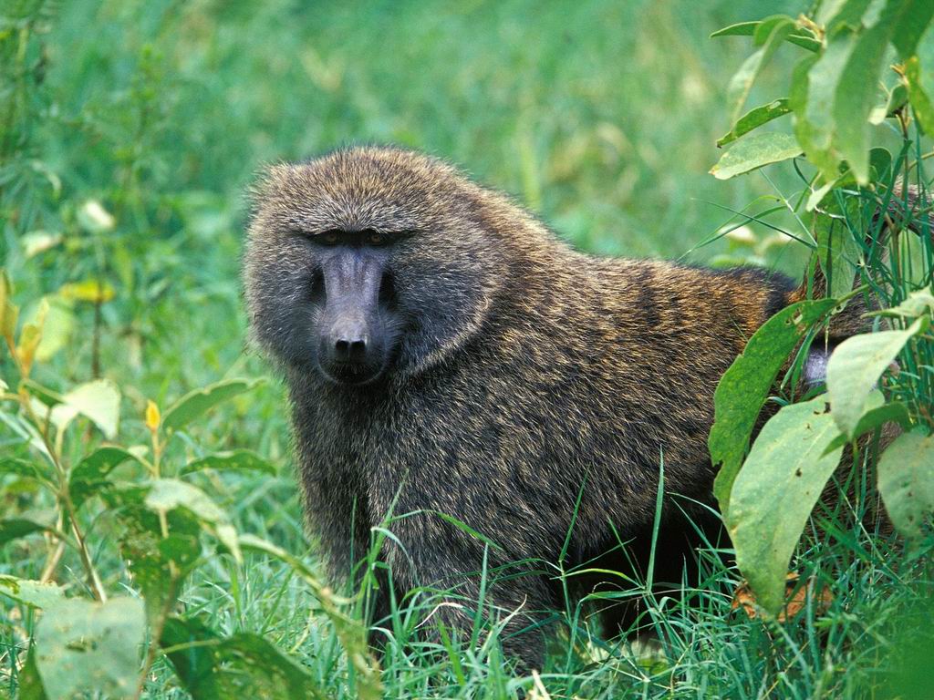 photograph of  Male Olive Baboon in the Lake Nakuru National Park Kenya