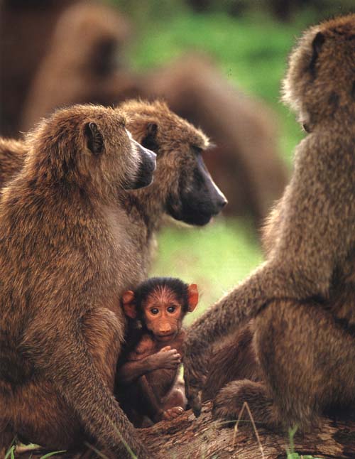 photograph of  olive baboons
