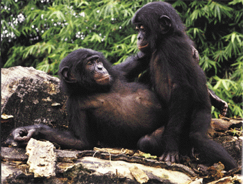 picture of young bonobos having sex