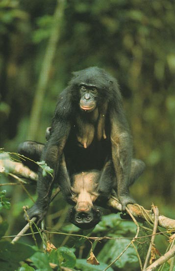 bonobosex.jpg