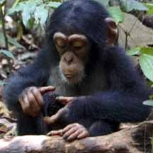 picture of baby chimpanzee