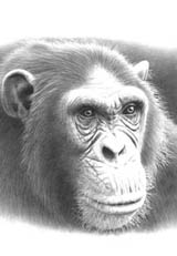 picture of chimpanzee