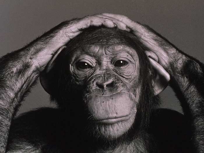 http://www.primates.com/chimps/chimp.jpg