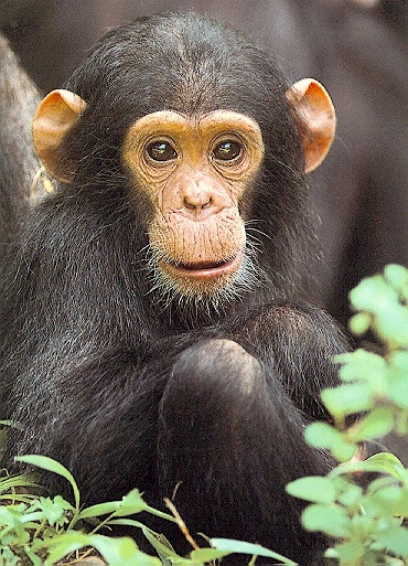 photograph of a chimpanzee