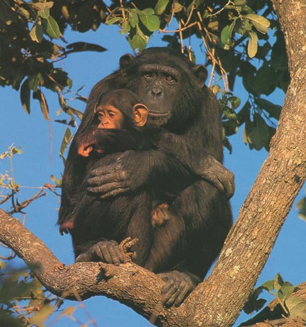 photograph of chimpanzee and infant