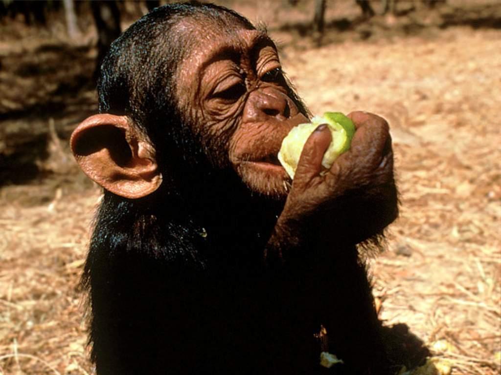 photograph of a baby chimpanzee