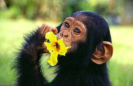 picture of chimpanzee