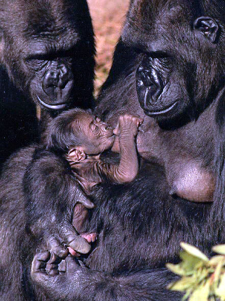 picture of a suckling baby gorilla