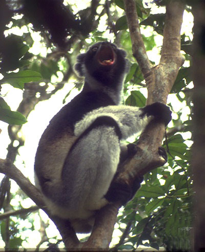 photograph of an indri : Indri indri