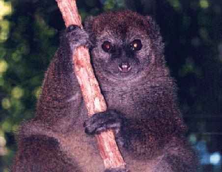 photo of bamboo lemur
