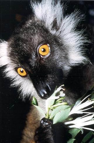 photograph of black lemur: Lemur macao