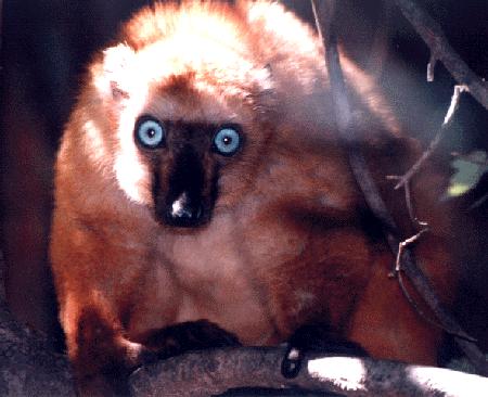 photograph of a blue-eyed lemur