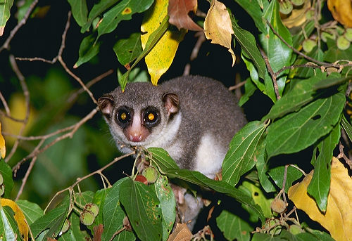 photograph of a fat-tailed dwarf lemur : Cheirogaleus medius