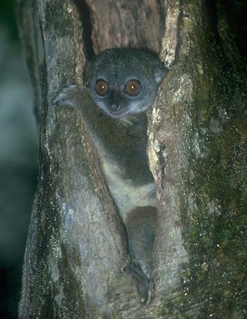 photograph of a northern sportive lemur : Lepilemur septentrionalis