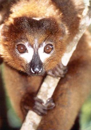 photograph of a red-bellied lemur : Eulemur rubriventer