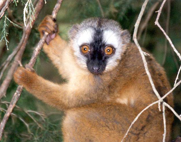 photograph of red-fronted lemur