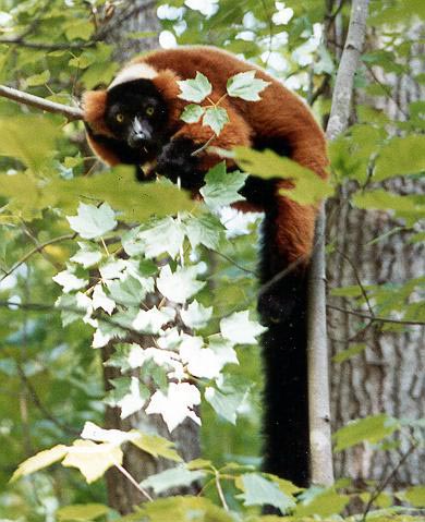 photograph of a red ruffed lemur