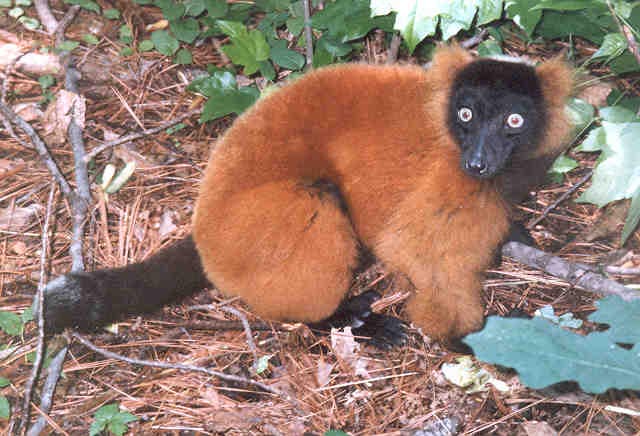 photograph of a red ruffed lemur