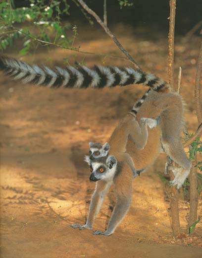 photograph of ring-tailed lemurs