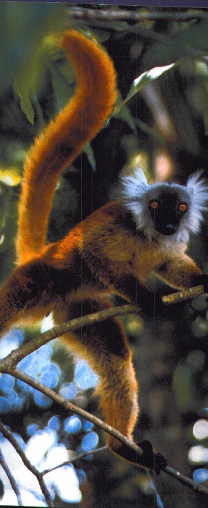 photograph of a ruffed lemur : Varecia variegata