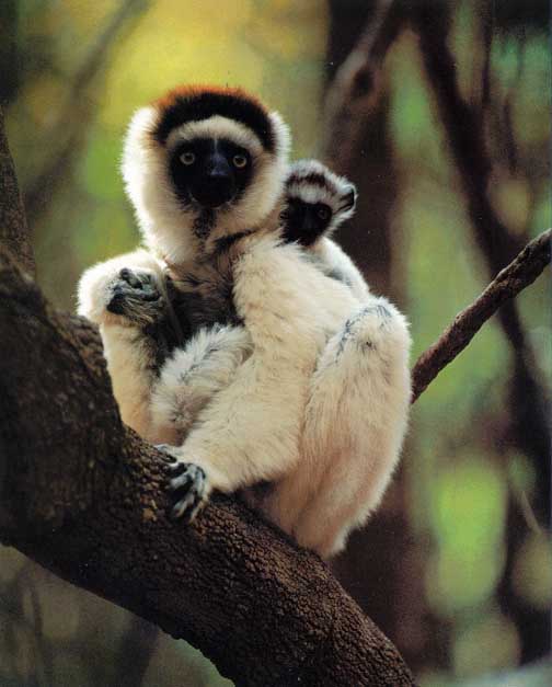 photo of Verreaux's sifaka and baby