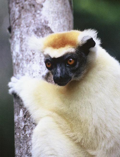 photograph of a Verreaux's sifaka