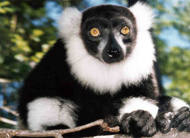photograph of a black-and-white-ruffed lemur : Lemur variegatus variegatus