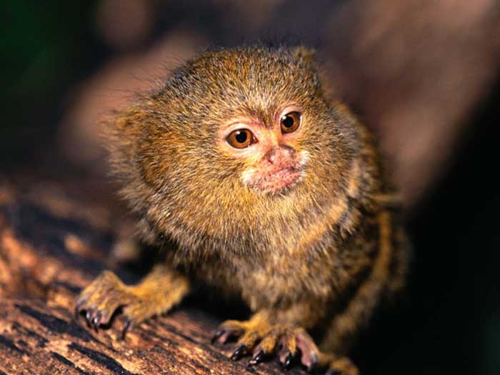 photograph of  pygmy marmoset Callithrix pygmaea