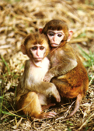 photograph of Assam macaques : Macaca assamensis