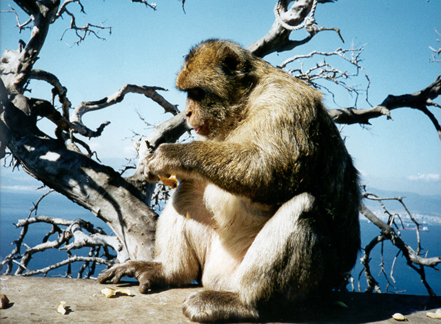 photograph of Barbary macaque : Macaca sylvanus