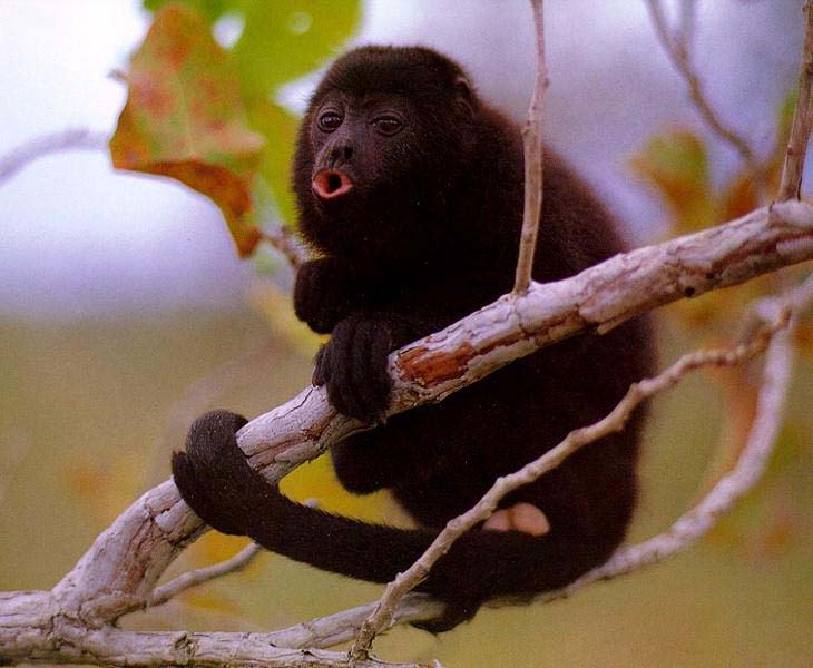 photograph of black howler monkey : Alouatta caraya