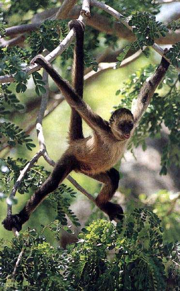 http://www.primates.com/monkeys/images/spidermonkey.jpg