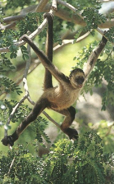 photograph of a spider monkey