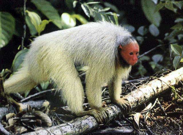 photograph of a uakari