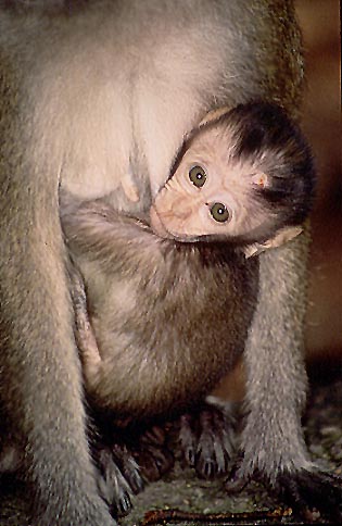 photograph of pig-tailed macaque : Macaca nemestrina