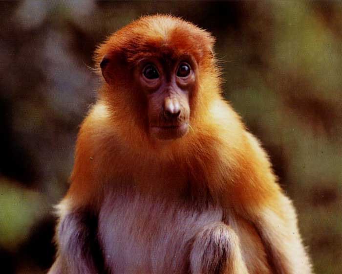 photograph of young proboscis monkey