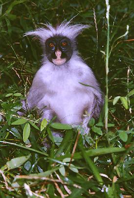 photograph of red colobus monkey