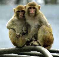 picture of rhesus monkeys