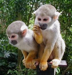 Squirrel monkey 01