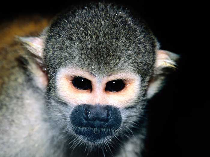 photograph of a squirrel monkey : Saimiri sciureus