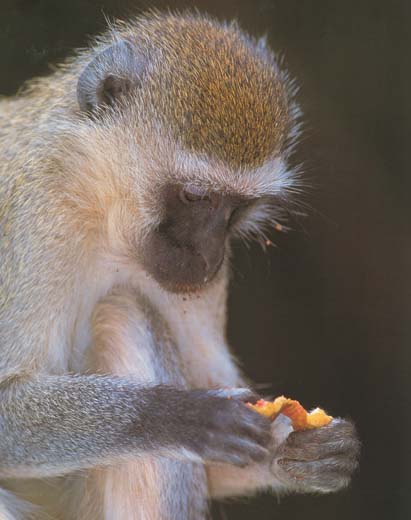 photograph of a vervet monkey : Cercopithecus aethiops