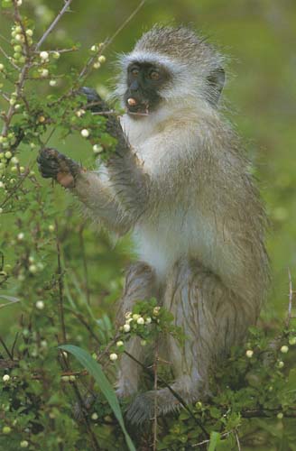vervet monkey