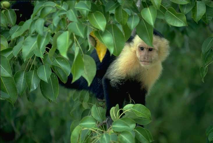 photograph of white-faced-monkey