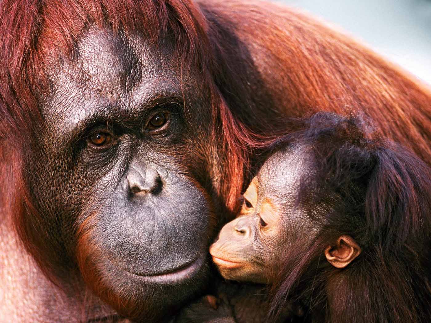photograph of orang-utan kissing her mother