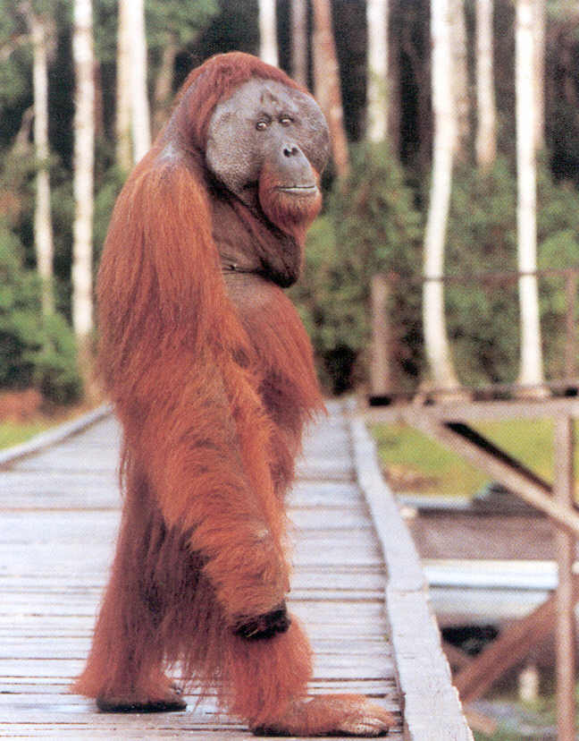 picture of Bornean orang-utan