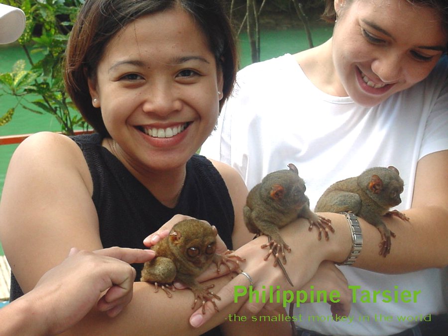 photograph of a Philippine tarsier