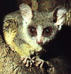 galago photo