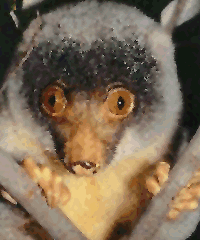 http://www.primates.com/primate/lemur.gif