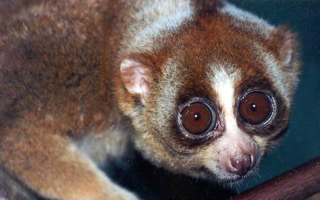 photograph of pygmy slow loris : Nycticebus pygmaeus